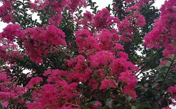 1630066538200348.jpg 2Q{)V84OW8R~FT0VFRGRI~W.jpg