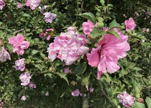 1630066690429623.jpg 0)ND(TE$GDC%H%@E3$VCDZL.jpg