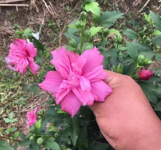 1630066700991589.jpg {HA7DN}{)%V7F2SCF)APU65.jpg