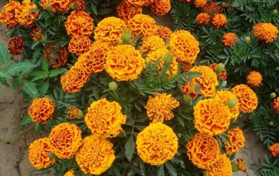 1630067078276045.jpg D[XPPT}ATSUDU%CW{JJAHED.jpg