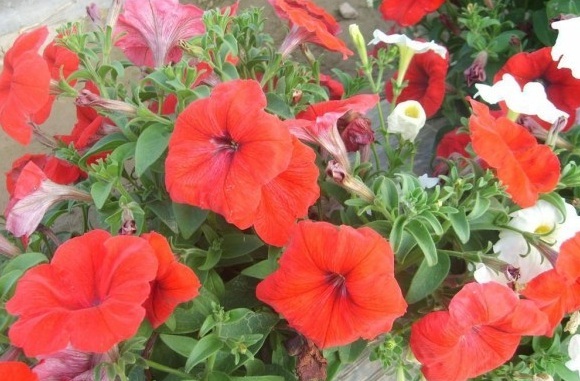 1630067511803286.jpg N)KF_VGYZAQKOY(G8V9$NNH.jpg