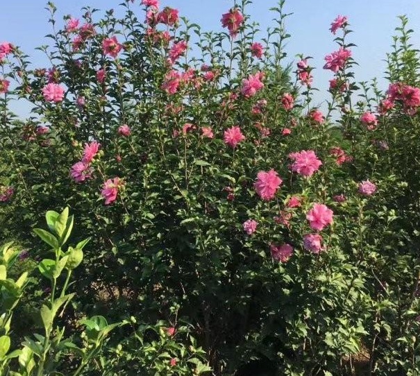 1630068442335206.jpg {HBMBWK~ZAW(G{I{P2A~XRK.jpg