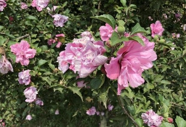 1630068463526148.jpg ZYIY(3`SH30669CD1%927V5.jpg