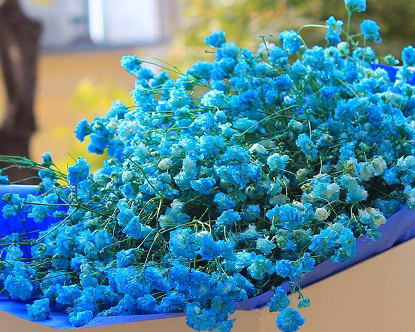 藍(lán)色滿(mǎn)天星的花語(yǔ)是什么?藍(lán)色滿(mǎn)天星的寓意和象征