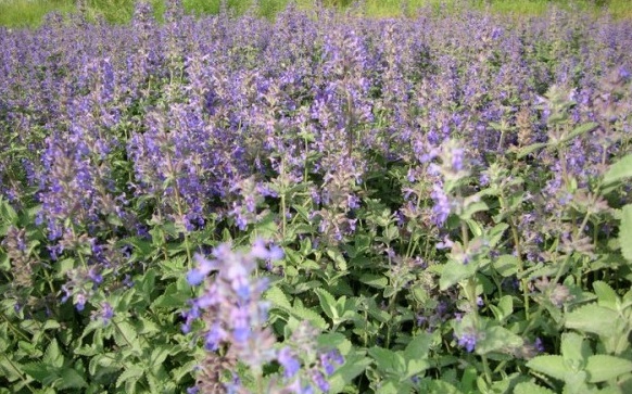 1630069337910586.jpg 2DZKS4VR7WLVB~WUTP}@_UV.jpg