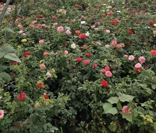 1630070423201535.jpg QG[49X{XW[VLM~`XN)OC(EV.jpg