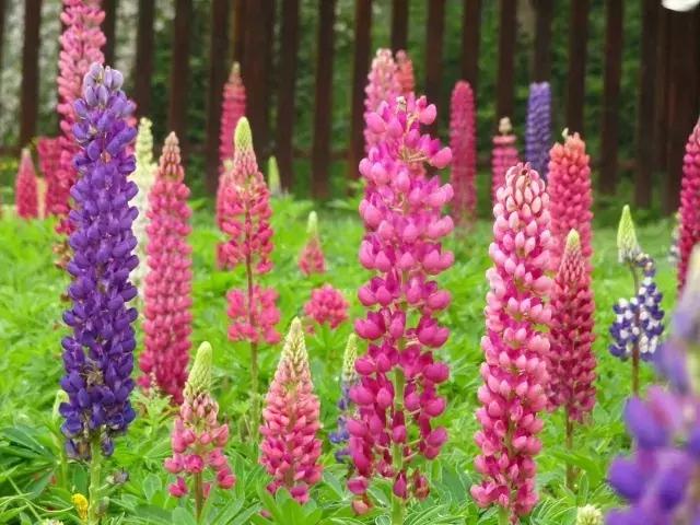 魯冰花繁殖技巧，怎么才能養好魯冰花？