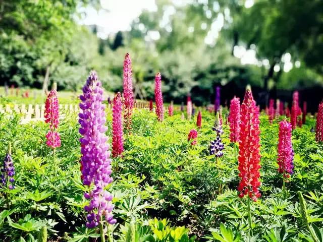 魯冰花繁殖技巧，怎么才能養好魯冰花？