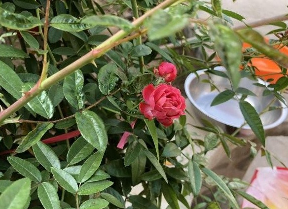 1630070867462004.jpg Z1EPV(PUC9@6_7IIQA`4T{W.jpg