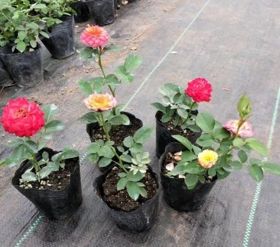 1630071033837164.jpg SG~D9YPKQ4KTAWNJ14UH0_G.jpg