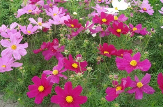 1630071474867054.jpg I5O(KDVFFNRM9$O751%[H%H.jpg