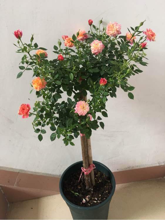 1630074888475855.jpg 1630074888475855.jpg