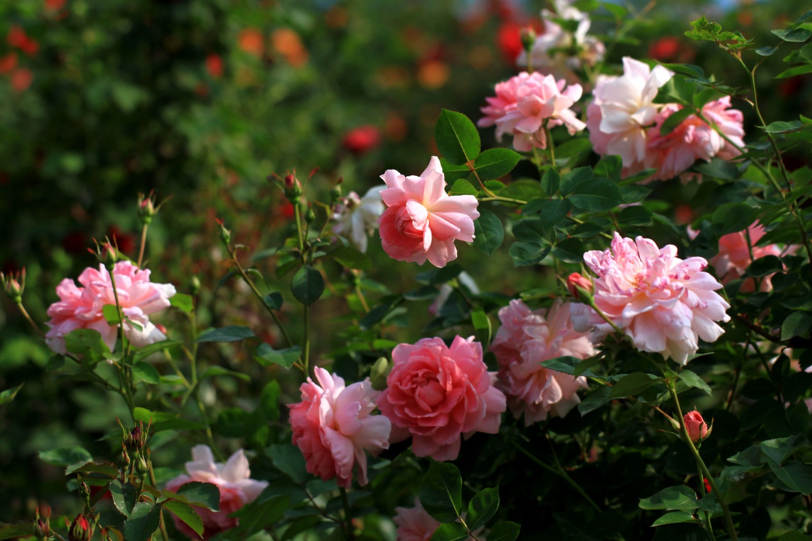 1630076759305478.jpg 1630076759305478.jpg