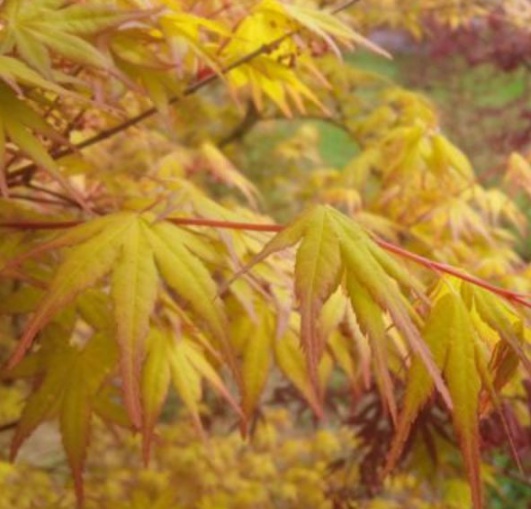 1630116343392979.jpg image.jpg