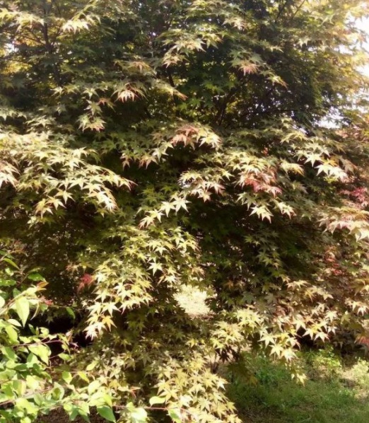 1630116356907874.jpg image.jpg