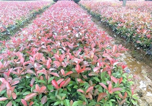 1630116517257849.jpg image.jpg