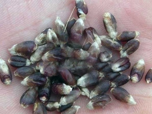 1630116678634060.jpg image.jpg