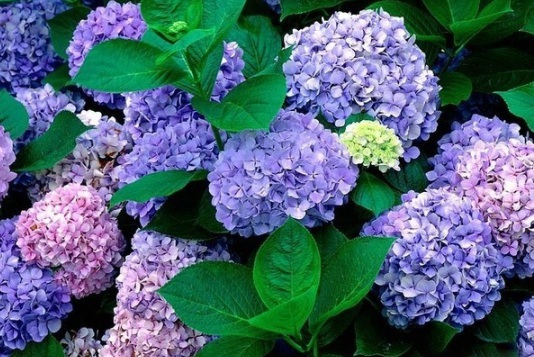 1630117930931994.jpg image.jpg