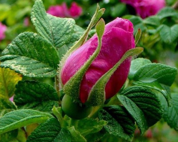 1630123003747389.jpg image.jpg