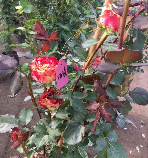 1630123361265836.jpg image.jpg