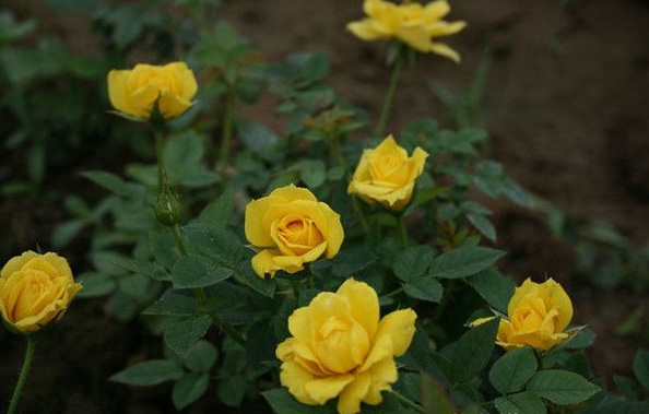 1630123563432420.jpg image.jpg