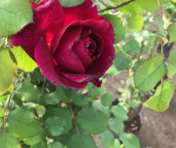 1630123874486150.jpg image.jpg