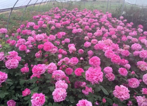 1630124031485859.jpg image.jpg