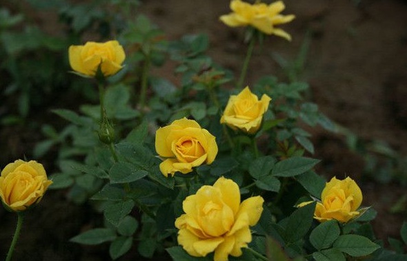 1630124206120790.jpg image.jpg