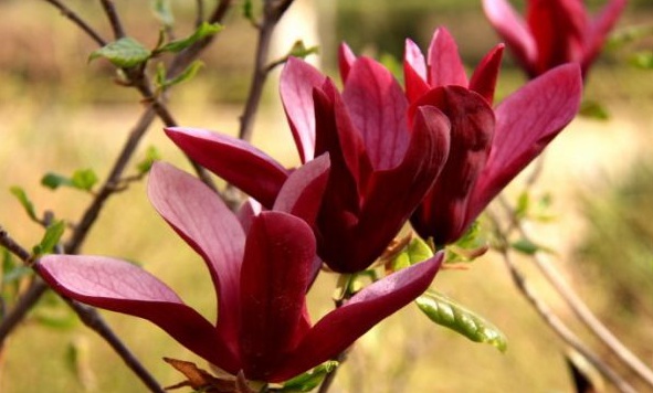 1630124717473556.jpg image.jpg