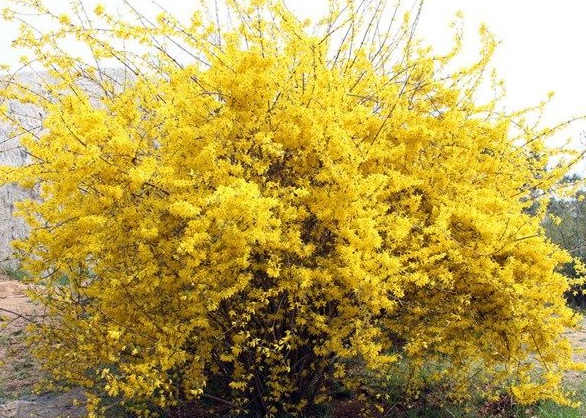 1630124816683268.jpg image.jpg