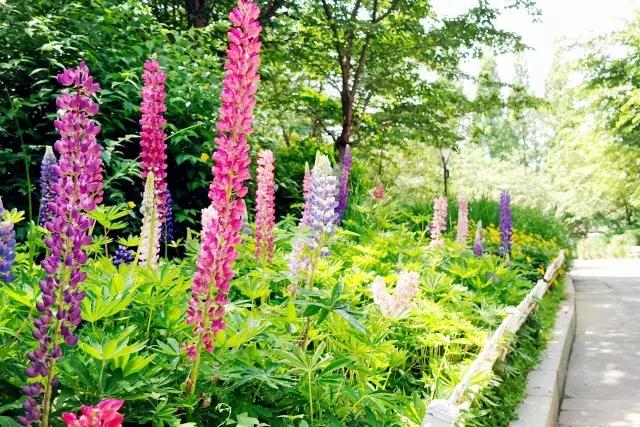 魯冰花繁殖技巧，怎么才能養(yǎng)好魯冰花？