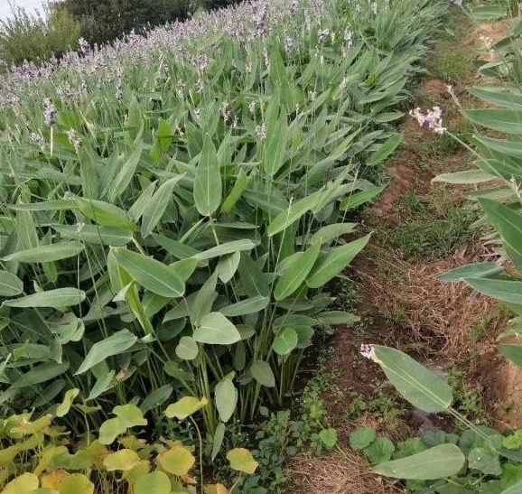 1630135591450234.jpg NUTUP$Q_HULT{C97RL7G@V7.jpg