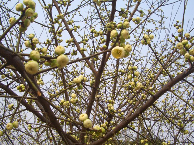 綠梅花綠梅樹苗