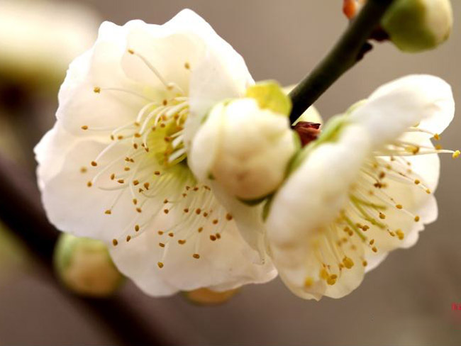 綠梅花綠梅樹苗