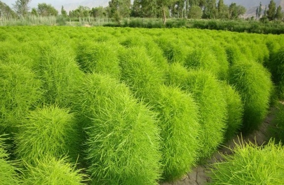 1630136843648783.jpg @QZEWO@~TEYFFD0LM1297(F.jpg