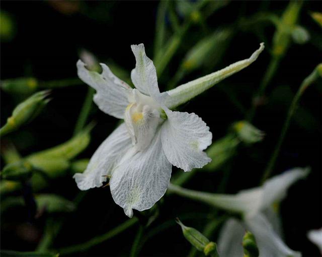 飛燕草是什么?養(yǎng)的時(shí)候要注意哪些問題呢?