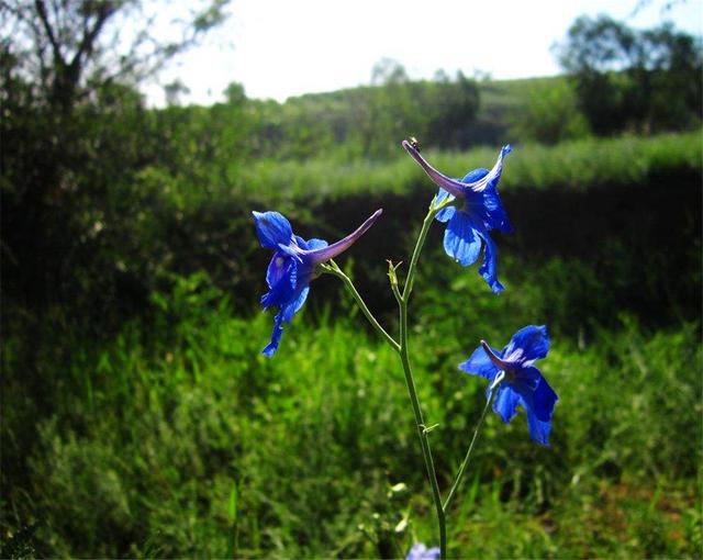 飛燕草是什么?養(yǎng)的時(shí)候要注意哪些問題呢?
