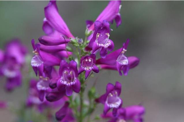 飛燕草是什么?養(yǎng)的時(shí)候要注意哪些問題呢?