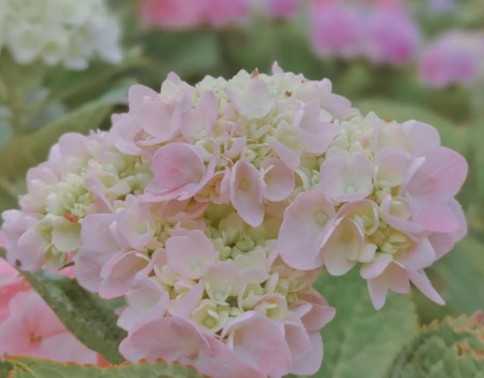 1630163626336111.jpg 繡球花1.jpg