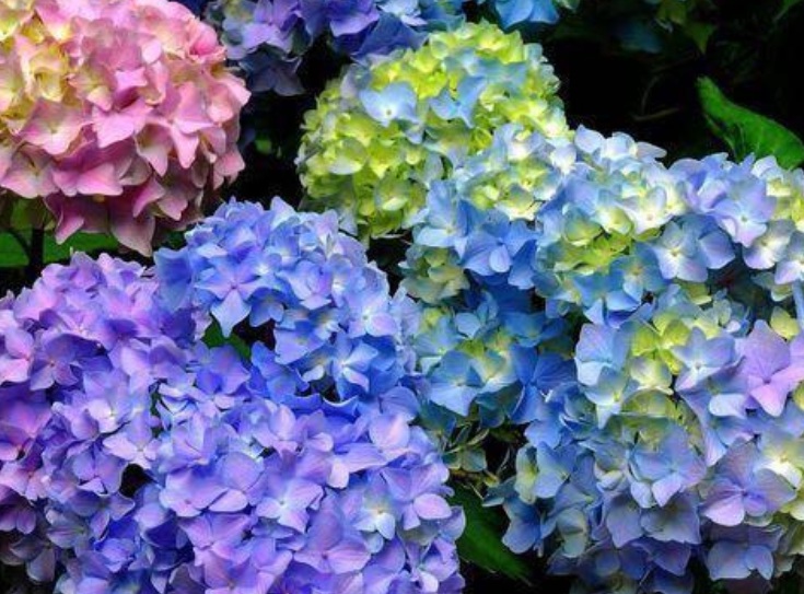 1630163645115254.jpg 繡球花2.jpg