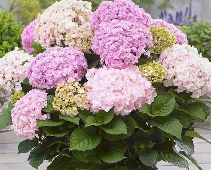 1630163661852620.jpg 繡球花3.jpg