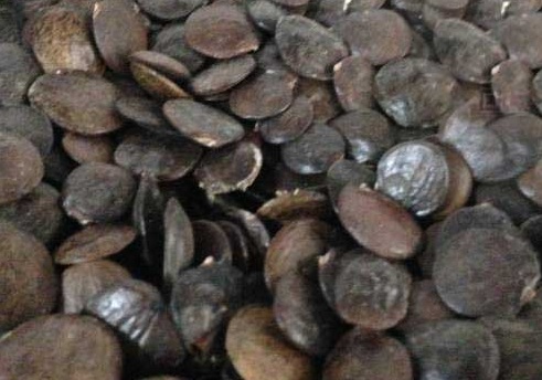 1630166136277427.jpg image.jpg