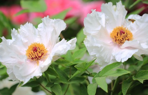 1630166562338884.jpg image.jpg