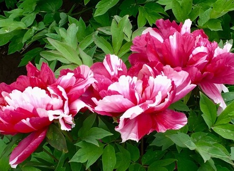 1630166574657869.jpg image.jpg