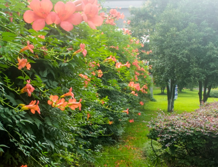 1630168574997848.jpg 凌霄花1.jpg