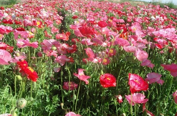 1630232387619343.jpg 9Z_WHFR97YA~JO{AM5WG6$W.jpg