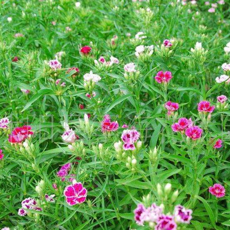 石竹花盆栽的養(yǎng)護(hù)管理