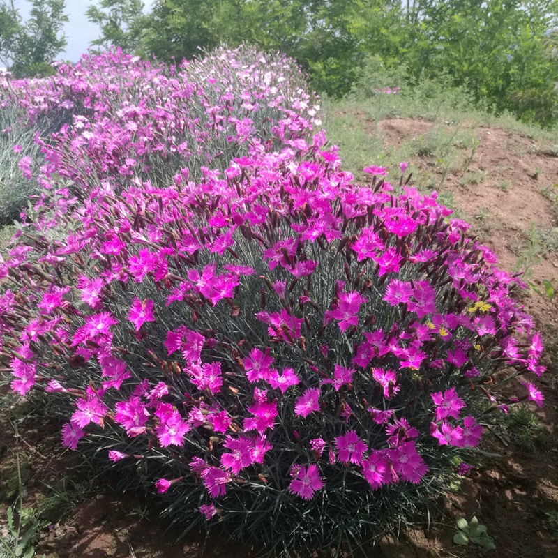 石竹花盆栽的養(yǎng)護(hù)管理