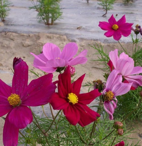 1630235899233190.jpg image.jpg