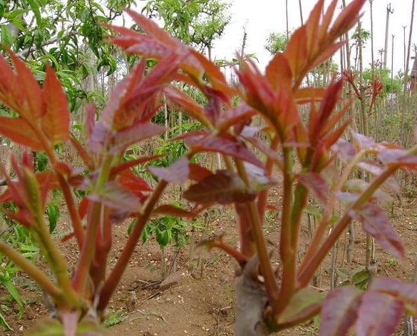 1630235909794201.jpg image.jpg